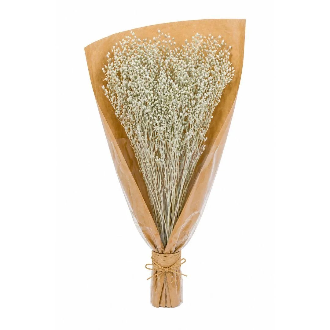 Fiori Secchi mazzo Broom bloom